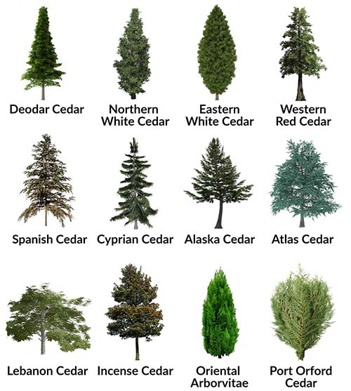 Cederträd olika typer